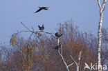 Aalscholver (Phalacrocorax carbo)