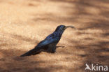 African Scimitarbill (Rhinopomastus cyanomelas schalowi)