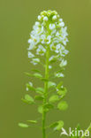 Amerikaanse kruidkers (Lepidium virginicum)