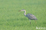 Blauwe Reiger (Ardea cinerea)