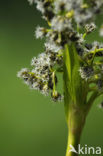 Bosbies (Scirpus sylvaticus)