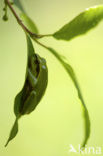 Europese boomkikker (Hyla arborea) 