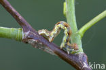 Grote wintervlinder (Erannis defoliaria)