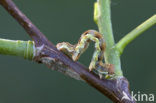 Grote wintervlinder (Erannis defoliaria)