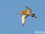 Grutto (Limosa limosa) 