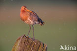 Grutto (Limosa limosa) 