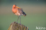 Grutto (Limosa limosa) 