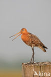 Grutto (Limosa limosa) 