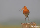 Grutto (Limosa limosa) 