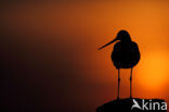 Grutto (Limosa limosa) 