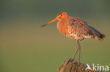 Grutto (Limosa limosa) 