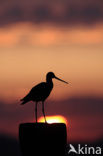 Grutto (Limosa limosa) 