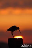 Grutto (Limosa limosa) 