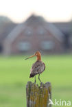 Grutto (Limosa limosa) 