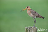 Grutto (Limosa limosa) 