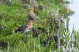 Grutto (Limosa limosa) 