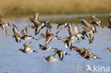 Grutto (Limosa limosa) 