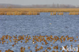 Grutto (Limosa limosa) 