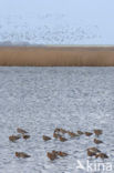 Grutto (Limosa limosa) 