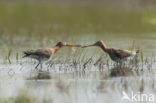 Grutto (Limosa limosa) 