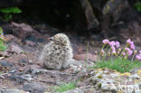 Kleine Mantelmeeuw (Larus fuscus)