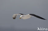 Kleine Mantelmeeuw (Larus fuscus)