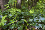 Mansoor (Asarum europaeum)