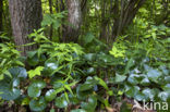 Mansoor (Asarum europaeum)