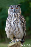 Oehoe (Bubo bubo)