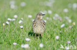 Oeverpieper (Anthus petrosus)