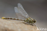 Onychogomphus forcipatus albotibialis