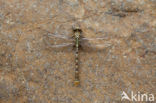 Onychogomphus forcipatus albotibialis