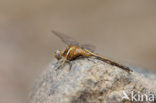 Orthetrum chrysostigma