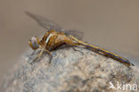 Orthetrum chrysostigma