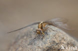 Orthetrum chrysostigma