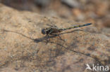 Orthetrum chrysostigma