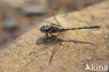 Orthetrum chrysostigma