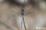 Orthetrum chrysostigma