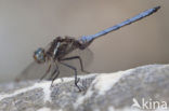 Orthetrum chrysostigma