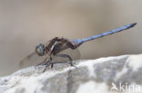 Orthetrum chrysostigma