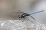 Orthetrum chrysostigma