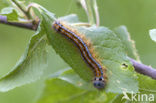 Ringelrups (Malacosoma neustria)