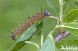 Ringelrups (Malacosoma neustria)