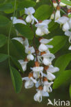 Robinia (Robinia pseudoacacia)