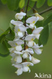 Robinia (Robinia pseudoacacia)