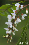 Robinia (Robinia pseudoacacia)