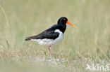 Scholekster (Haematopus ostralegus)