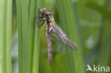 Smaragdlibel (Cordulia aenea)