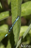 Speerwaterjuffer (Coenagrion hastulatum) 