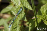 Speerwaterjuffer (Coenagrion hastulatum) 